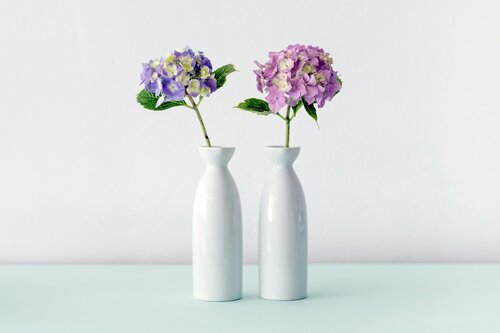 Hortensia's als snijbloem - Groen van bij ons