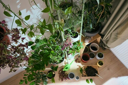 Huis vol groen - Groen van bij ons