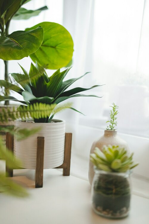 Huis vol groen - Groen van bij ons