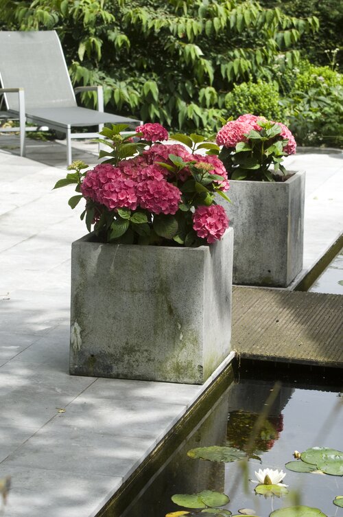Hydrangea 