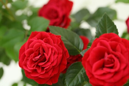 Rozen in pot 