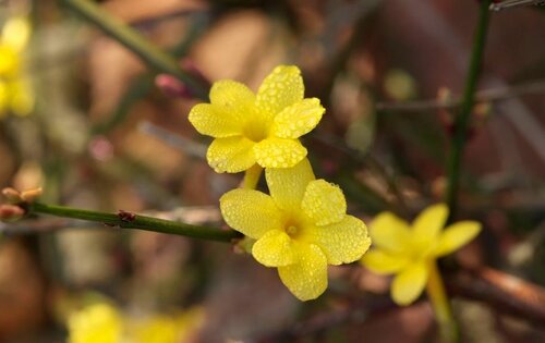 Jasminum nudiflorum