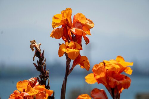 Jungleplanten - Groen van bij ons