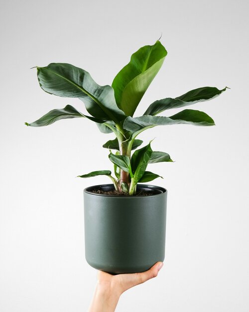Jungleplanten - Groen van bij ons