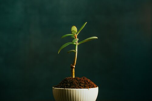 Kamerplanten in de winter - Groen van bij ons