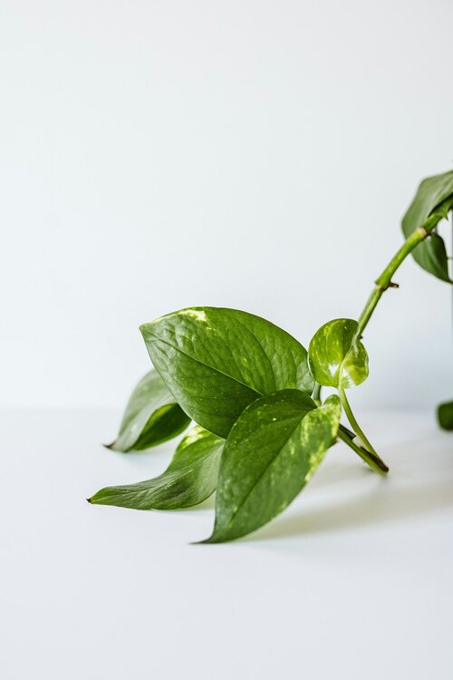 Kamerplanten voor beginners - Groen van bij ons