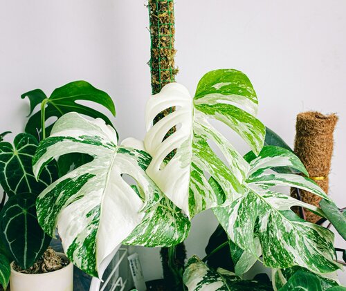 Kamerplanten voor beginners - Groen van bij ons