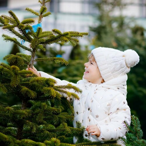 Kerstboom kiezen - Groen van bij ons