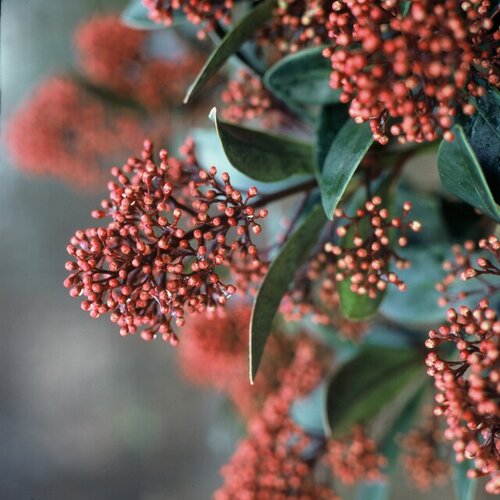 Kerstplanten - Groen van bij ons