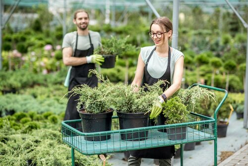 Kerstplanten - Groen van bij ons
