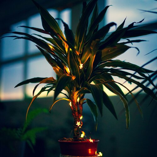 Kerstplanten - Groen van bij ons