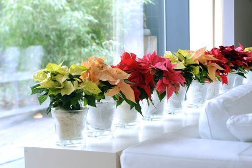 Kerstster