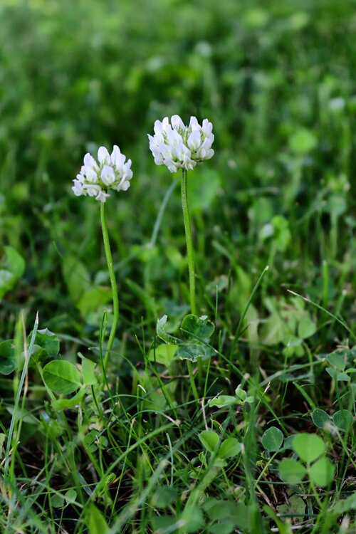 Kindvriendelijke tuin - Groen van bij ons
