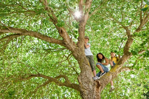 Klimaatbestendige bomen - Groen van bij ons