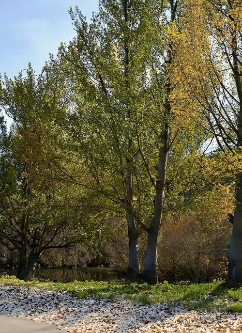 Klimaatbestendige bomen - Groen van bij ons