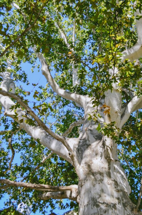 Klimaatbestendige bomen - Groen van bij ons