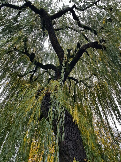 Klimaatbestendige bomen - Groen van bij ons