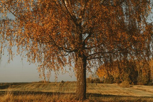 Klimaatbestendige bomen - Groen van bij ons