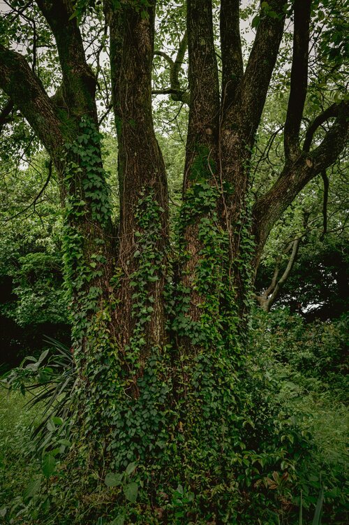 Klimop snoeien - Groen van bij ons