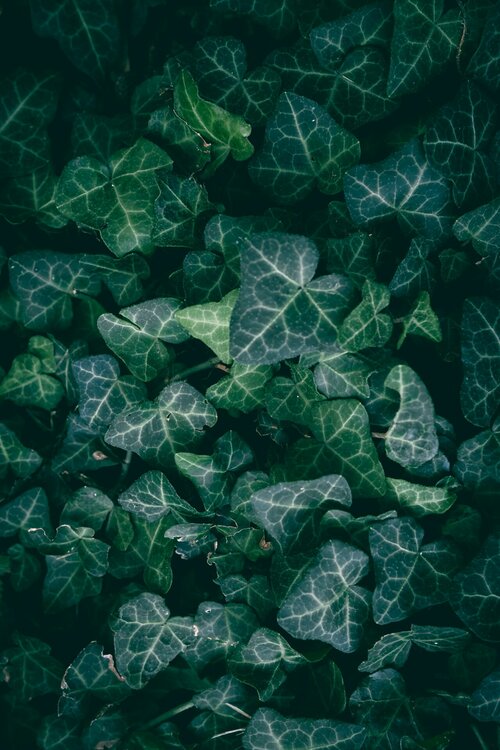Klimplanten kiezen - Groen van bij ons