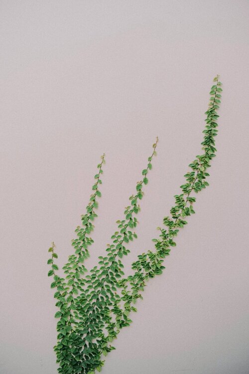 Klimplanten kiezen - Groen van bij ons