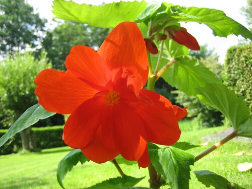 Knolbegonia