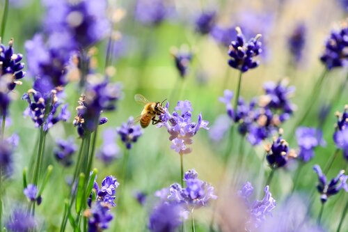 Lavendel snoeien