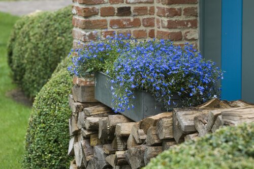 Lobelia - GroenVanBijOns.be