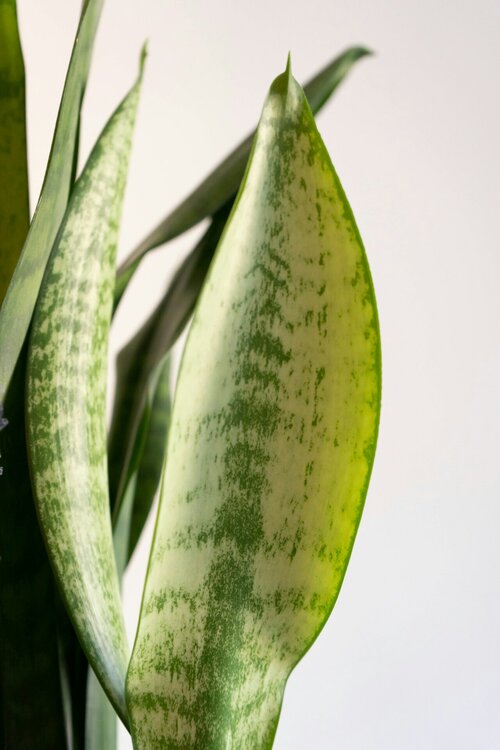 Makkelijke kamerplanten - Groen van bij ons