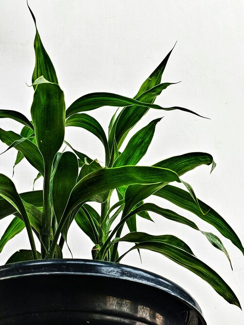 Makkelijke kamerplanten - Groen van bij ons