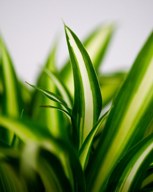 Makkelijke kamerplanten - Groen van bij ons