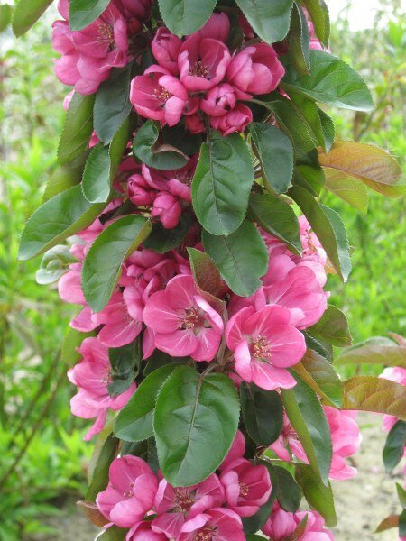 malus appollo
