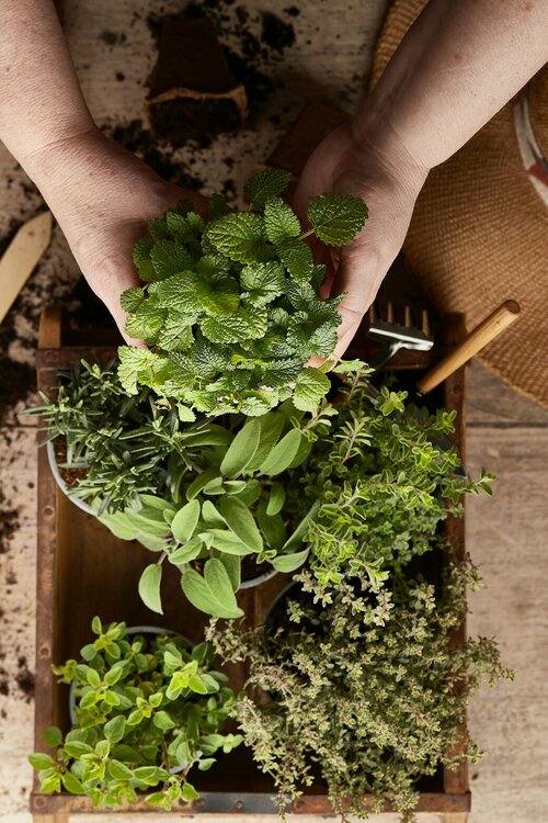 Moestuin zaaikalender - Groen van bij ons