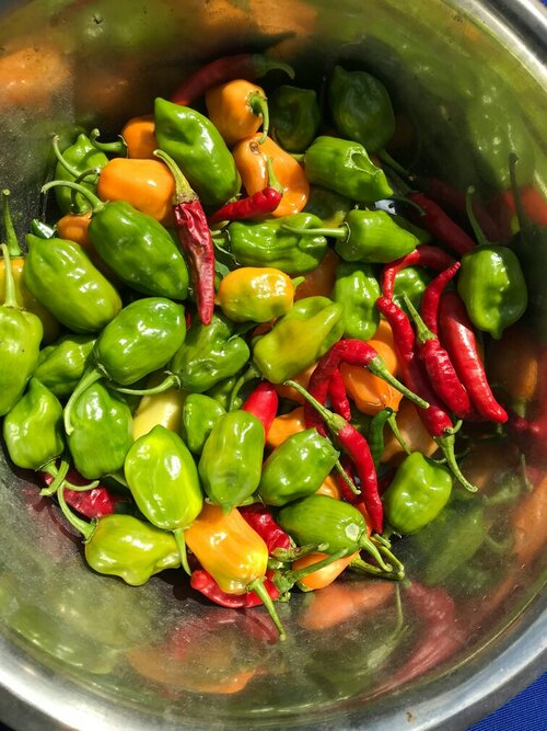 Moestuin zaaikalender - Groen van bij ons