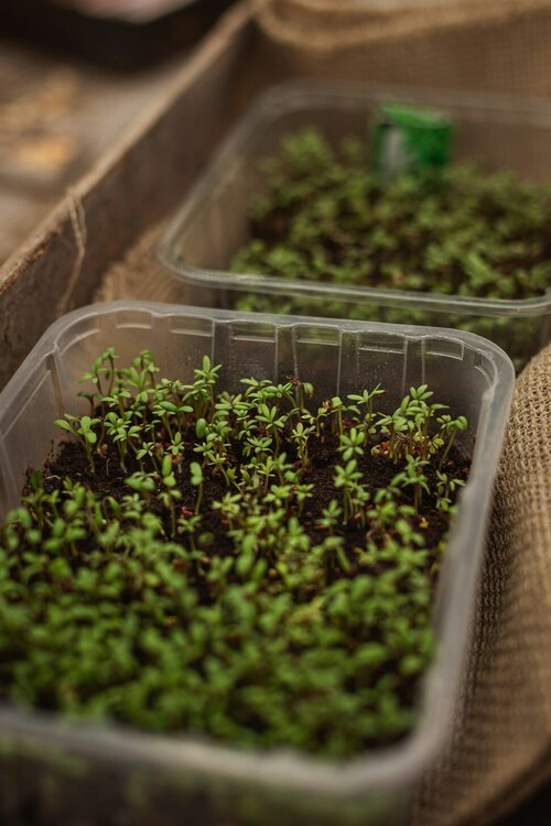 Moestuin zaaikalender - Groen van bij ons