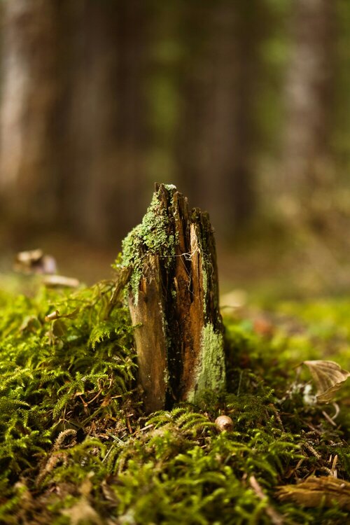 Mosbestrijding - Groen van bij ons