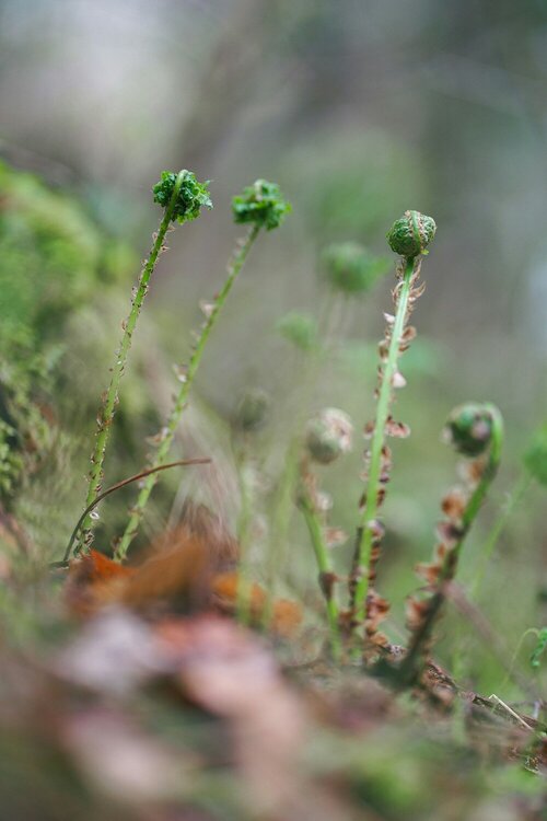Mosbestrijding - Groen van bij ons