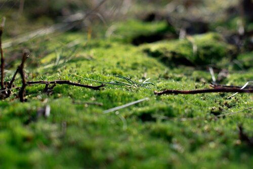 Mosbestrijding - Groen van bij ons
