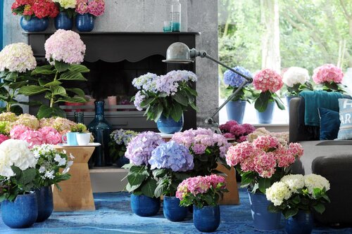 Hortensia-2