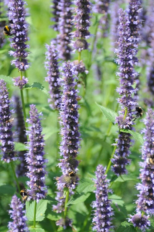 Agastache rugosa