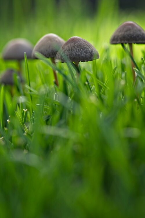 Paddenstoelen - Groen van bij ons