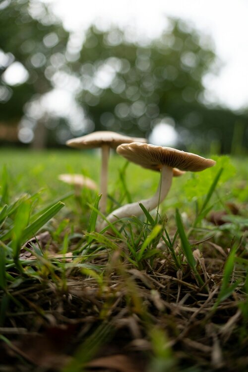 Paddenstoelen - Groen van bij ons