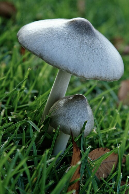 Paddenstoelen - Groen van bij ons