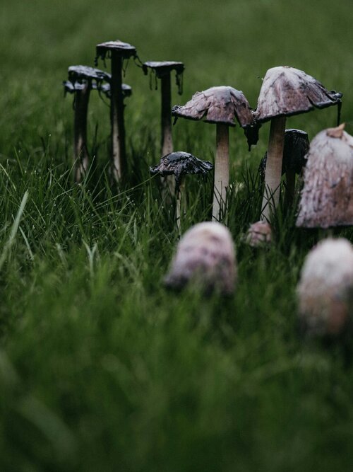 Paddenstoelen - Groen van bij ons