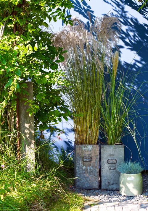 Pampasgras en festuca glauca