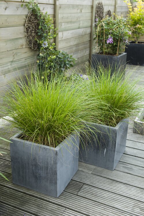 Pennisetum