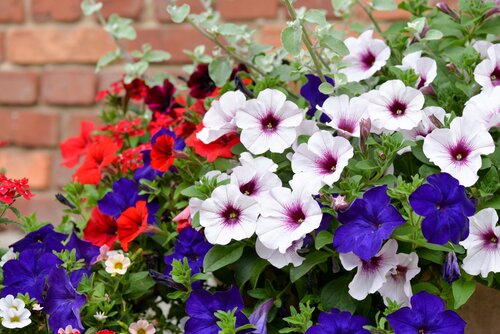 Petunia - GroenVanBijOns.be