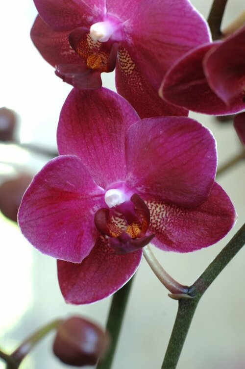 Phalaenopsis dieppaars - Groen van bij ons