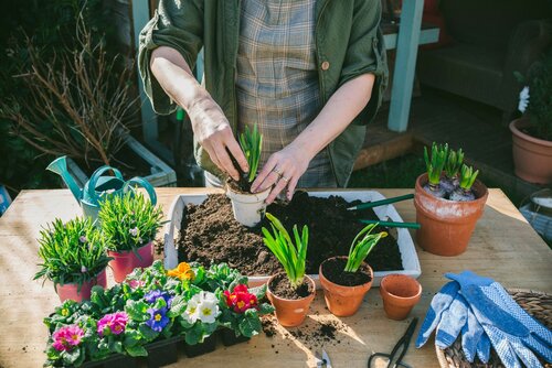 Planten in bloembak - Groen van bij ons