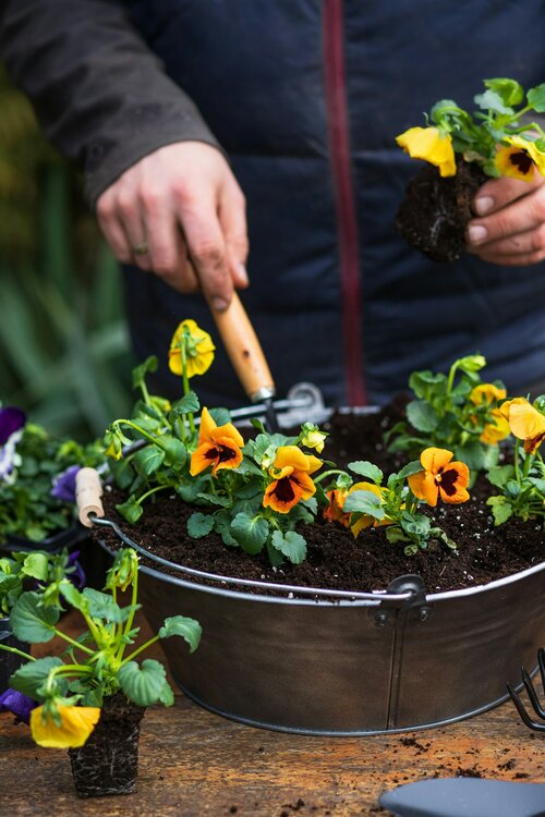 Planten in bloembak - Groen van bij ons
